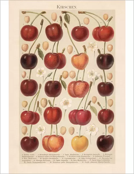 Different types of cherries, chromolithograph, published in 1897
