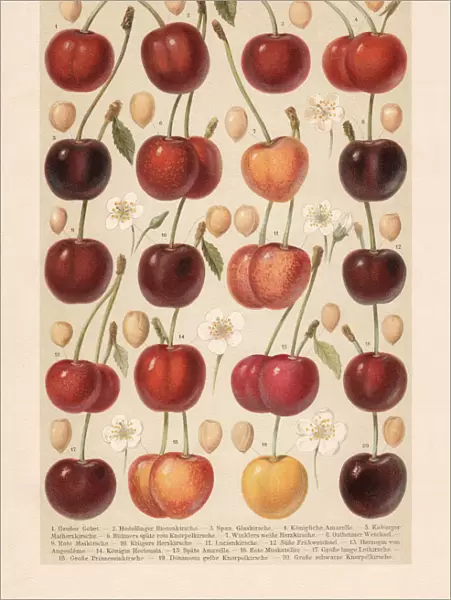 Different types of cherries, chromolithograph, published in 1897