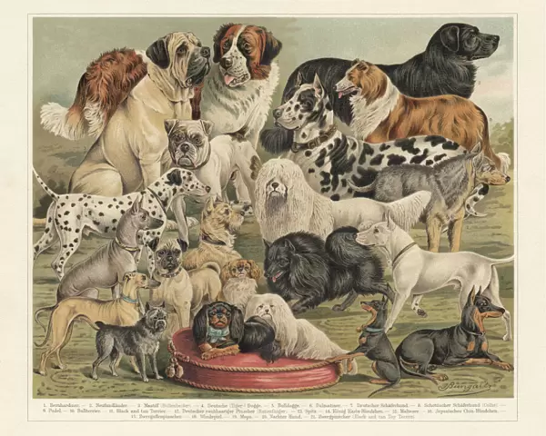Breeds of dogs, chromolithograph, published in 1897