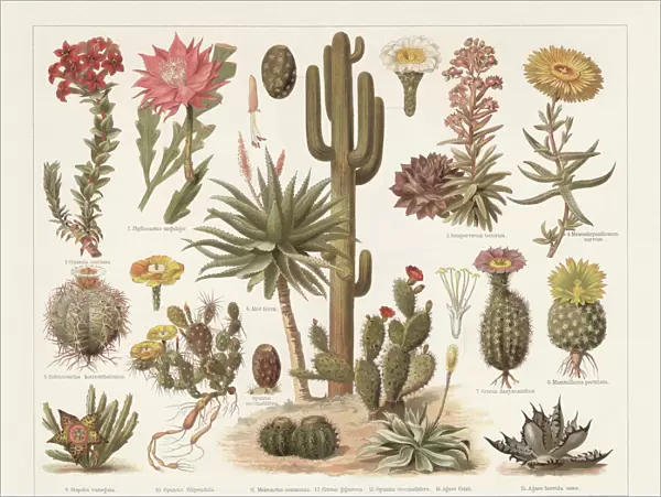 Cacti, chromolithograph, published in 1897
