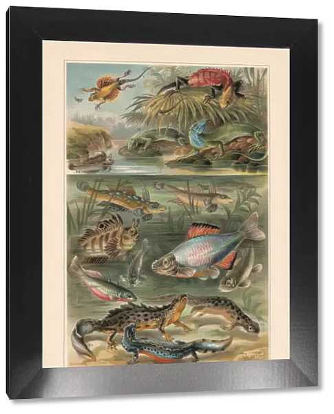 Sexual dimorphism at lizards, amphibians, and fish, chromolithograph, published 1897