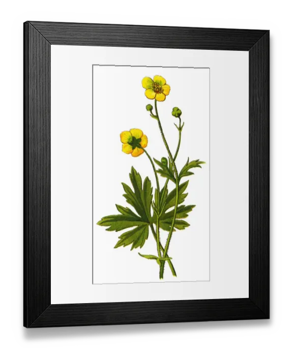 Framed Print : meadow buttercup, tall buttercup Framed Print : meadow buttercup, tall buttercup