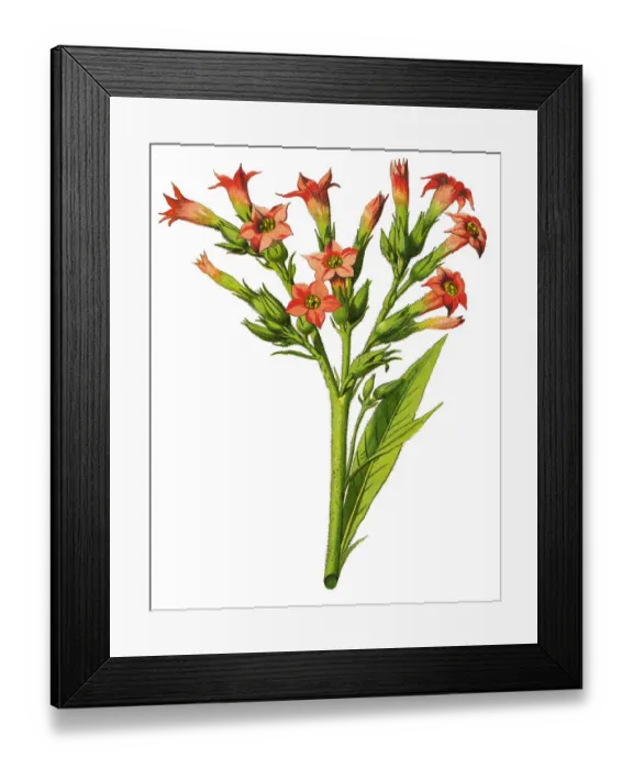 Framed Print : tobacco. Antique illustration of a Medicinal and Herbal Plants. Framed Print : tobacco. Antique illustration of a Medicinal and Herbal Plants.