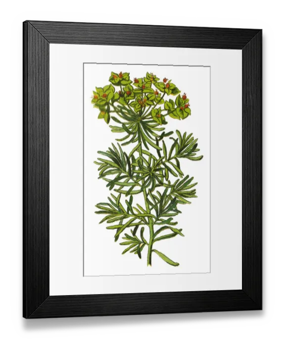Framed Print : cypress. Antique illustration of a Medicinal and Herbal Plants.