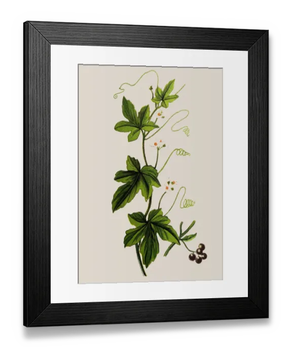 Framed Print : Bryonia alba (white bryony, wild hop) Framed Print : Bryonia alba (white bryony, wild hop)