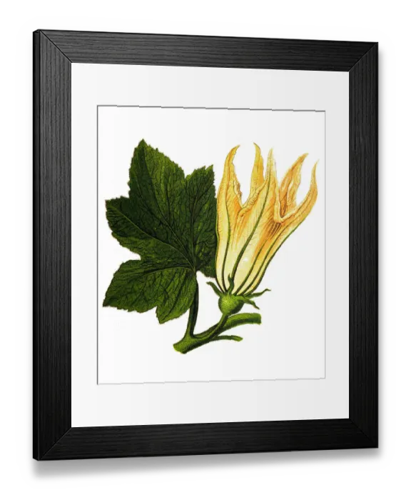 Framed Print : Cucurbita, squash blossoms Framed Print : Cucurbita, squash blossoms