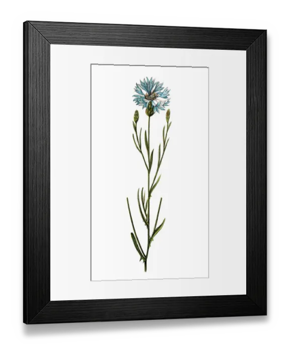 Framed Print : Centaurea cyanus (cornflower, bachelors button) Framed Print : Centaurea cyanus (cornflower, bachelors button)