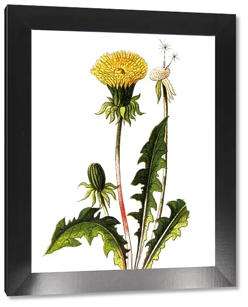 Taraxacum officinale, the common dandelion