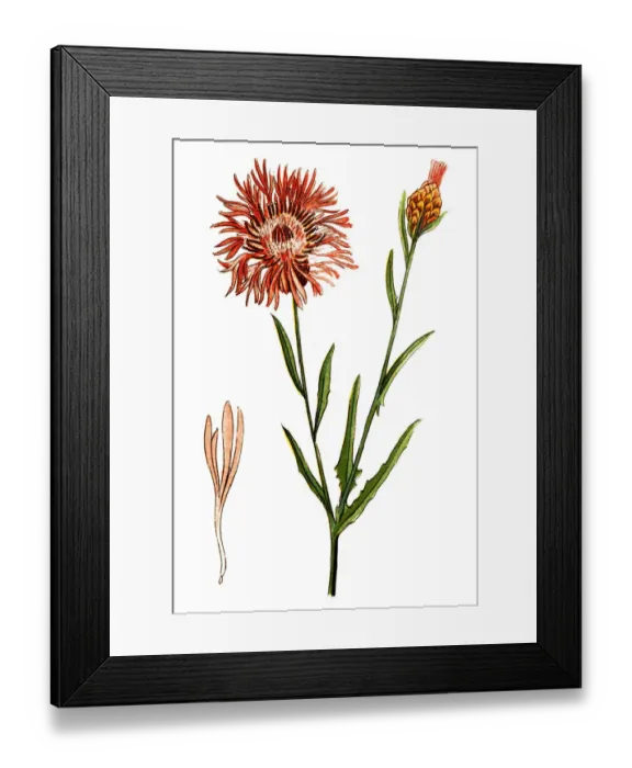 Framed Print : Centaurea jacea (brown knapweed or brownray knapweed) Framed Print : Centaurea jacea (brown knapweed or brownray knapweed)