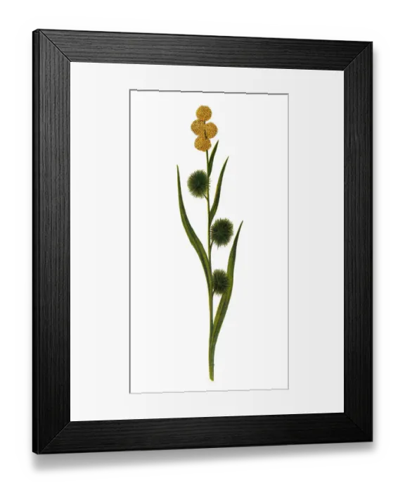 Framed Print : Sparganium (bur-reed) Framed Print : Sparganium (bur-reed)