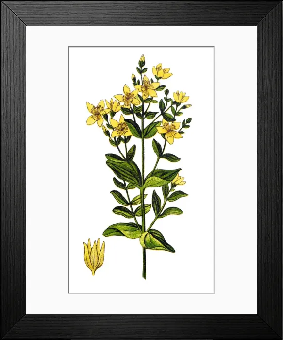 Framed Print : Hypericum tetrapterum, St. Peters wort, Peterwort, square stemmed St. Johns wort, and square stalked St. Johns wort Framed Print : Hypericum tetrapterum, St. Peters wort, Peterwort, square stemmed St. Johns wort, and square stalked St. Johns wort