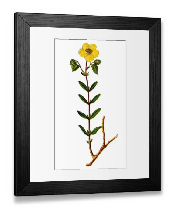 Framed Print : Common Rock-rose (Helianthemum chamaecistus) Framed Print : Common Rock-rose (Helianthemum chamaecistus)