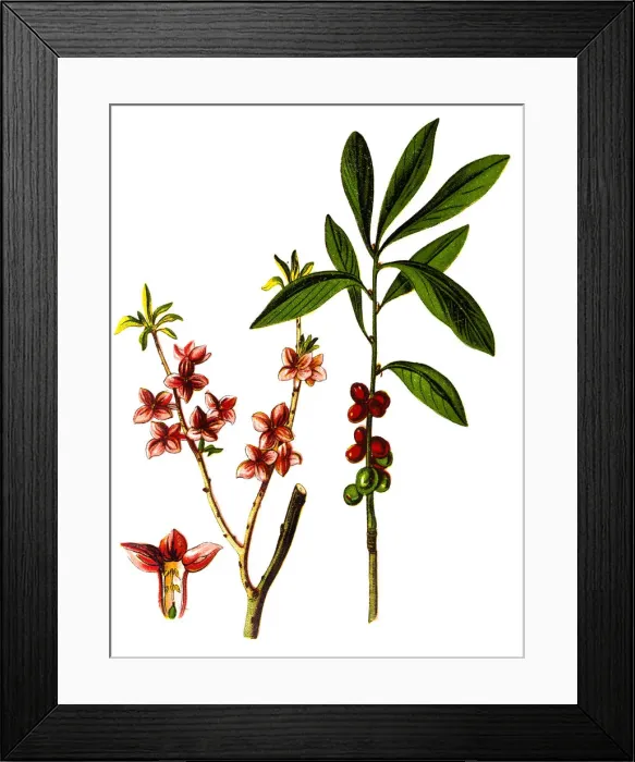 Framed Print : Daphne mezereum, commonly known as February daphne, mezereon, mezereum, spurge laurel or spurge olive Framed Print : Daphne mezereum, commonly known as February daphne, mezereon, mezereum, spurge laurel or spurge olive