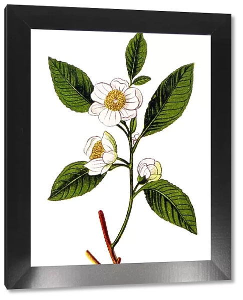 Camellia sinensis (tea plant, tea shrub, tea tree)