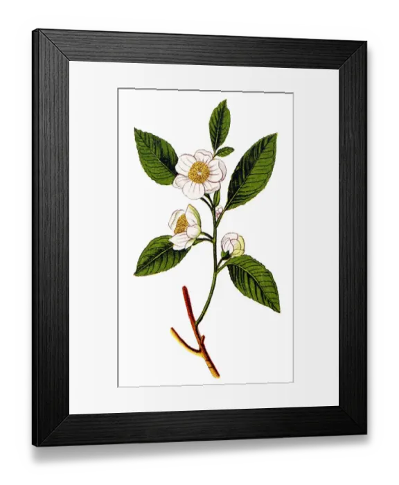 Framed Print : Camellia sinensis (tea plant, tea shrub, tea tree) Framed Print : Camellia sinensis (tea plant, tea shrub, tea tree)