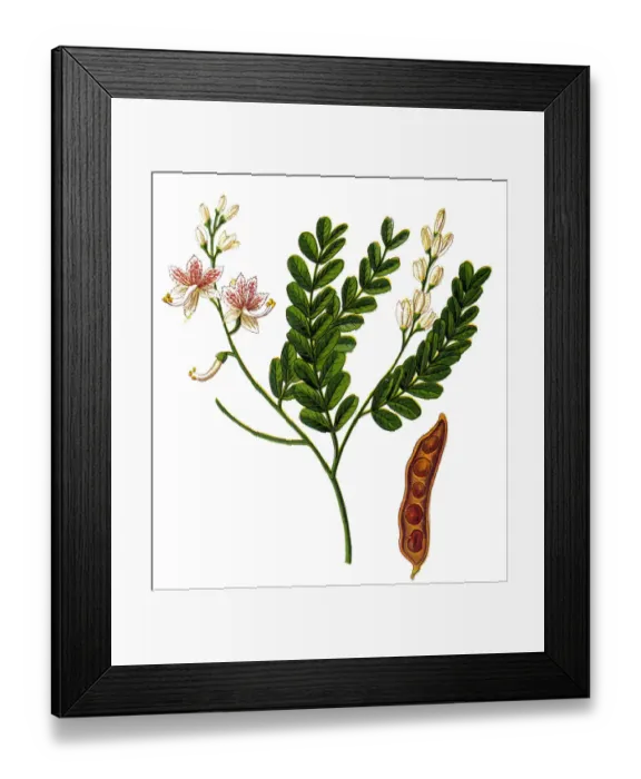 Framed Print : Tamarind (Tamarindus indica) Framed Print : Tamarind (Tamarindus indica)