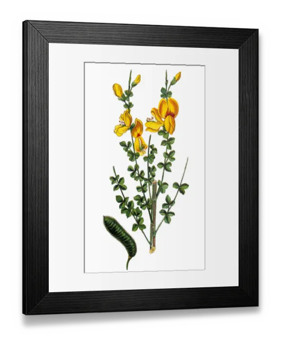 Framed Print : Cytisus scoparius, the common broom or Scotch broom Framed Print : Cytisus scoparius, the common broom or Scotch broom