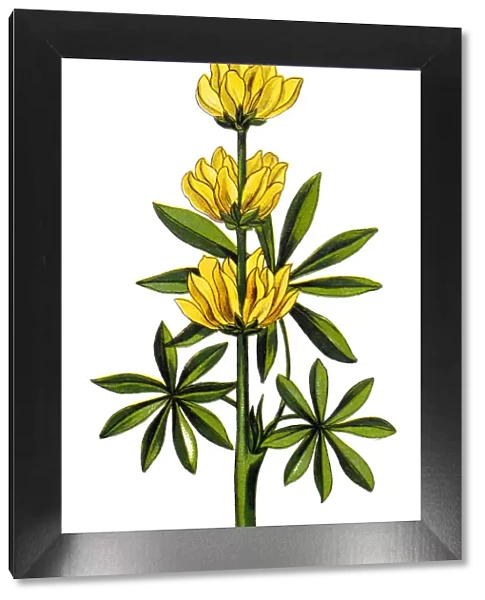 Lupinus luteus is known as annual yellow-lupin, European yellow lupin or yellow lupin