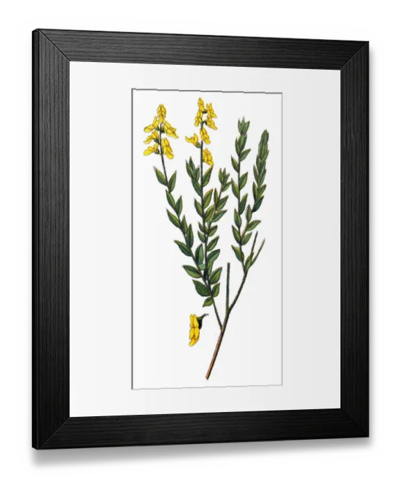 Framed Print : Genista germanica or German Greenweed Framed Print : Genista germanica or German Greenweed