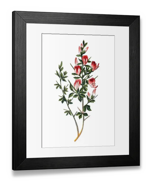Framed Print : Ononis spinosa (spiny restharrow ) Framed Print : Ononis spinosa (spiny restharrow )