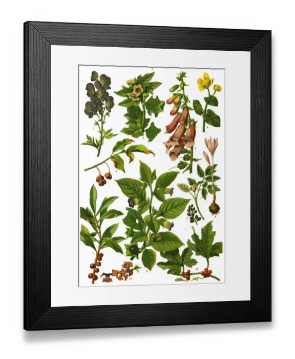 Framed Print : Medicinal and Herbal Plants Framed Print : Medicinal and Herbal Plants