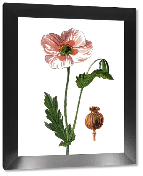Papaver somniferum, commonly known as the opium poppy, or breadseed poppy