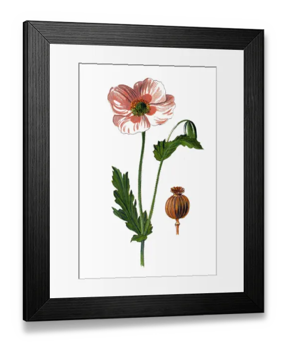 Framed Print : Papaver somniferum, commonly known as the opium poppy, or breadseed poppy Framed Print : Papaver somniferum, commonly known as the opium poppy, or breadseed poppy