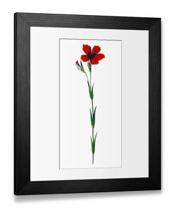 Framed Print : Dianthus carthusianorum (Carthusian Pink) Framed Print : Dianthus carthusianorum (Carthusian Pink)