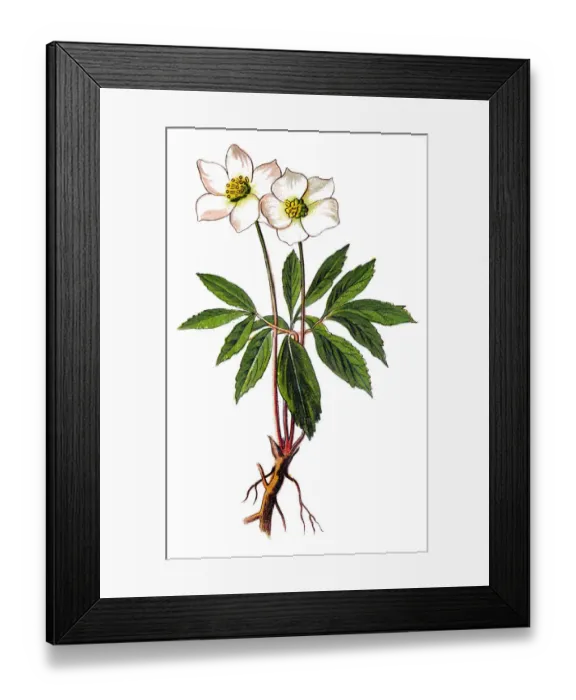 Framed Print : Helleborus niger, commonly called Christmas rose or black hellebore Framed Print : Helleborus niger, commonly called Christmas rose or black hellebore