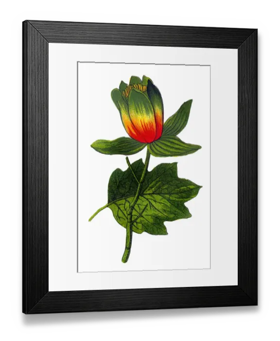 Framed Print : Liriodendron tulipiferaa'known as the tulip tree, American tulip tree, tulipwood, tuliptree, tulip poplar, whitewood, fiddletree, and yellow-poplar Framed Print : Liriodendron tulipiferaa'known as the tulip tree, American tulip tree, tulipwood, tuliptree, tulip poplar, whitewood, fiddletree, and yellow-poplar