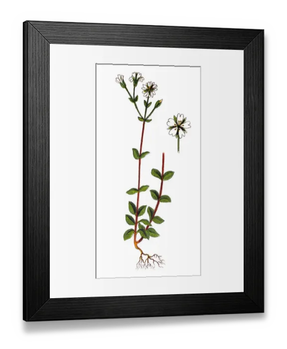 Framed Print : Minuartia, alsine trivialis Framed Print : Minuartia, alsine trivialis