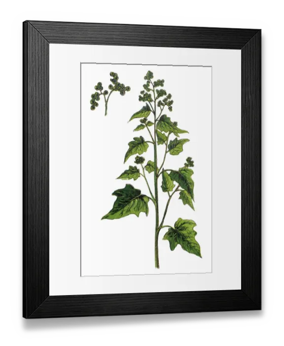 Framed Print : Goosefoots, chenopodium stramonifolium