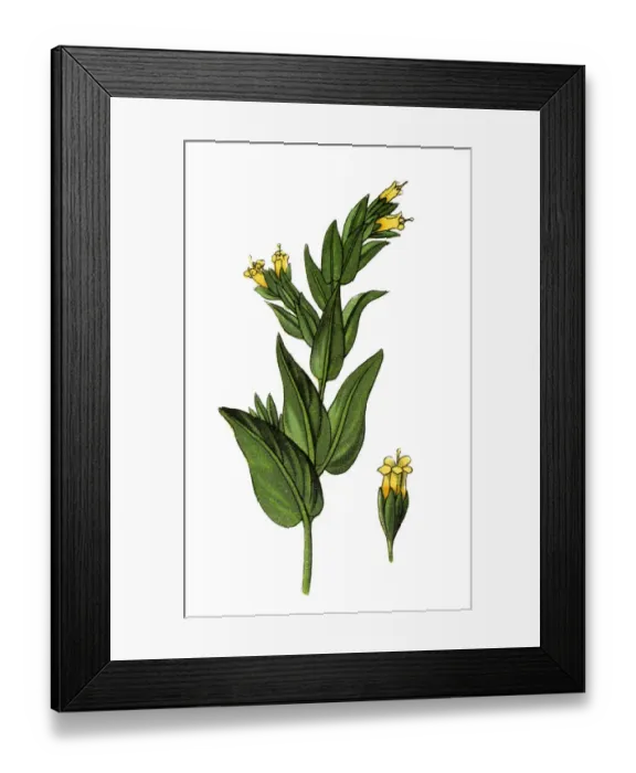 Framed Print : Botanical Illustrations Framed Print : Botanical Illustrations