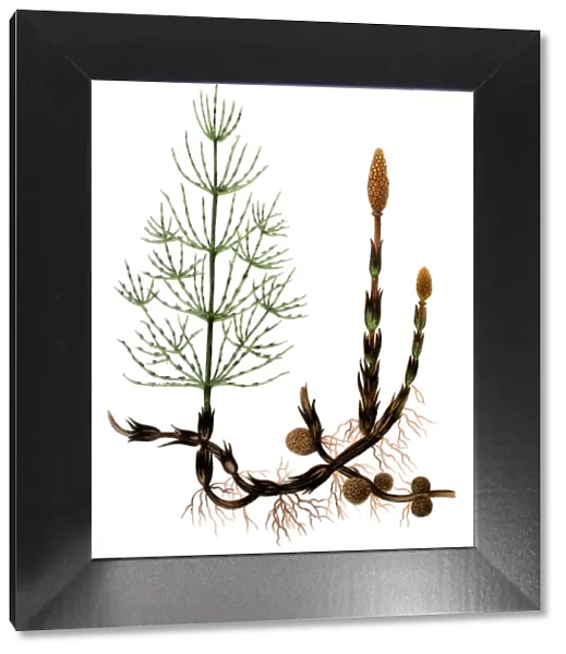 Equisetum arvense, the field horsetail or common horsetail