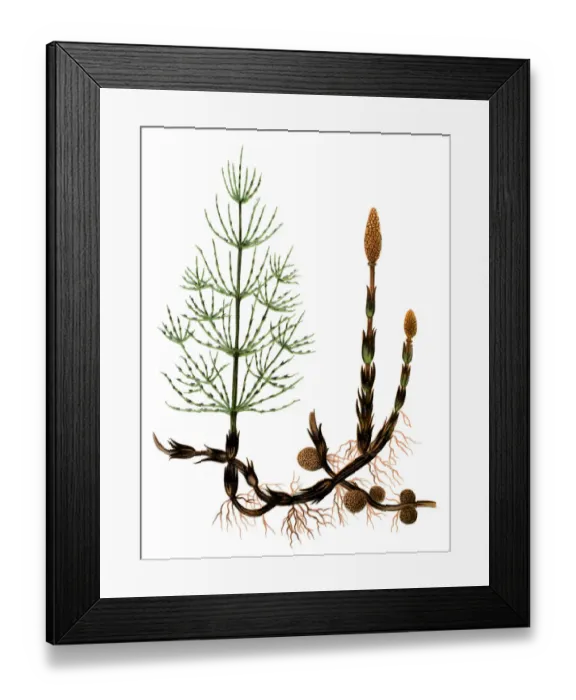Framed Print : Equisetum arvense, the field horsetail or common horsetail Framed Print : Equisetum arvense, the field horsetail or common horsetail