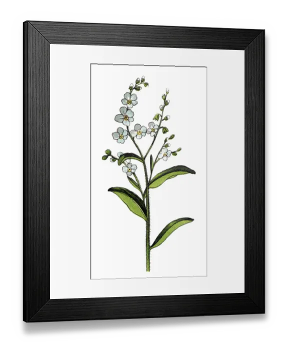 Framed Print : Myosotis scorpioides (syn. Myosotis palustris), the true forget-me-not, water forget-me-not Framed Print : Myosotis scorpioides (syn. Myosotis palustris), the true forget-me-not, water forget-me-not