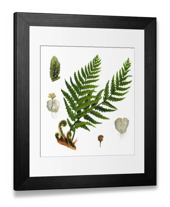 Framed Print : Dryopteris filix-mas, the male fern Framed Print : Dryopteris filix-mas, the male fern