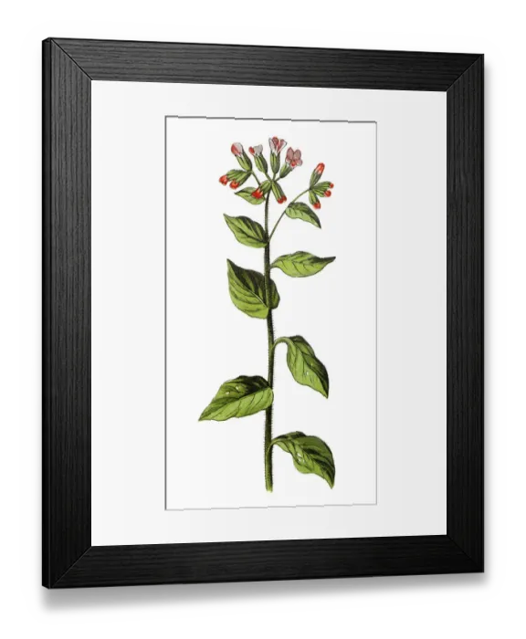 Framed Print : Pulmonaria officinalis, common names lungwort, common lungwort, Marys tears or Our Ladys milk drops Framed Print : Pulmonaria officinalis, common names lungwort, common lungwort, Marys tears or Our Ladys milk drops