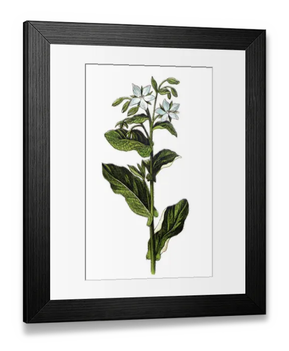 Framed Print : Borage (Borago officinalis), also known as a starflower Framed Print : Borage (Borago officinalis), also known as a starflower