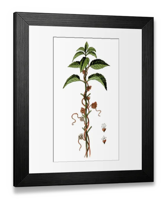 Framed Print : Cuscuta europaea, the greater dodder or European dodder Framed Print : Cuscuta europaea, the greater dodder or European dodder