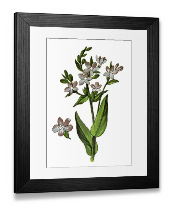 Framed Print : Botanical Illustrations Framed Print : Botanical Illustrations