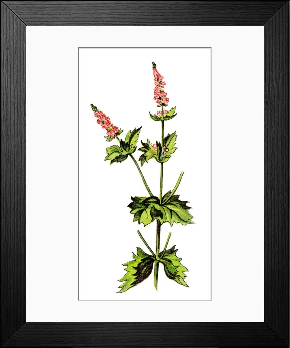 Framed Print : Mentha crispata is known by the common name of wrinkled-leaf mint
