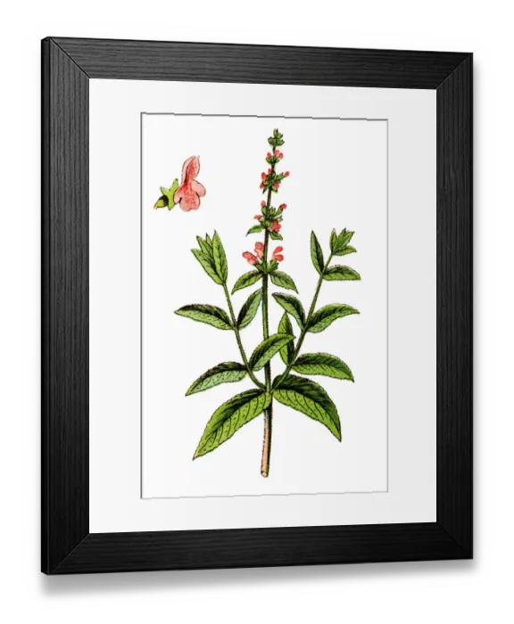 Framed Print : Stachys palustris, commonly known as marsh woundwort, marsh hedgenettle, or hedge-nettle Framed Print : Stachys palustris, commonly known as marsh woundwort, marsh hedgenettle, or hedge-nettle