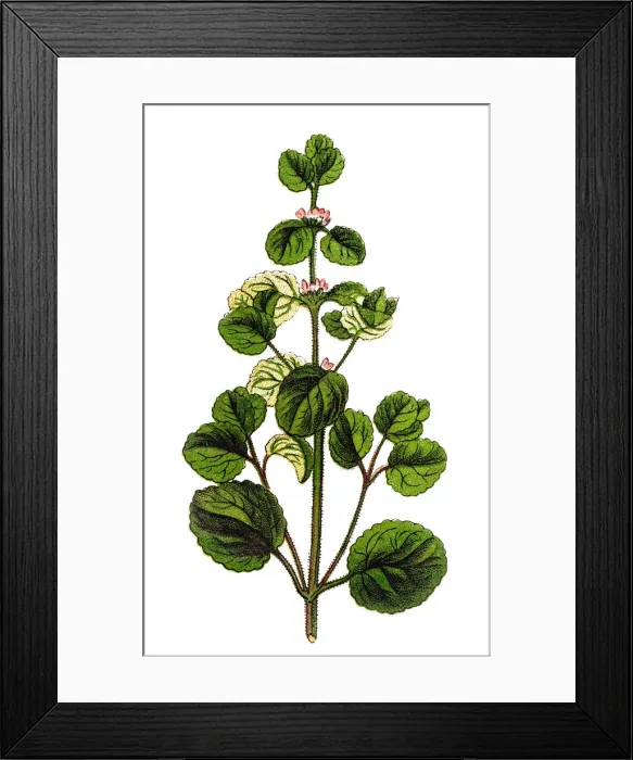 Framed Print : Stachys arvensis, common names field woundwort and staggerweed Framed Print : Stachys arvensis, common names field woundwort and staggerweed