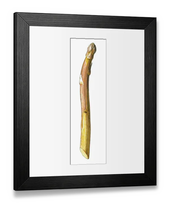 Framed Print : asparagus. Antique illustration of a Medicinal and Herbal Plants. Framed Print : asparagus. Antique illustration of a Medicinal and Herbal Plants.