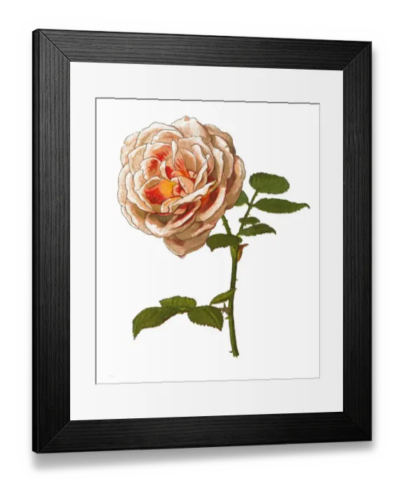 Framed Print : Provence rose or cabbage rose or Rose de Mai Framed Print : Provence rose or cabbage rose or Rose de Mai