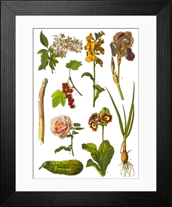 Framed Print : Medicinal and Herbal Plants Framed Print : Medicinal and Herbal Plants