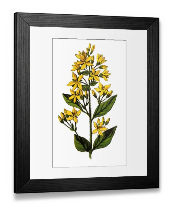 Framed Print : Lysimachia vulgaris, the yellow loosestrife or garden loosestrife