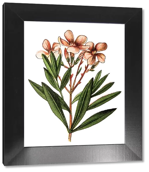 Nerium oleander, nerium or oleander