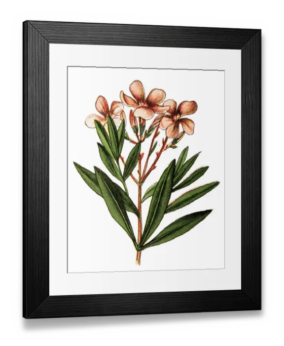 Framed Print : Nerium oleander, nerium or oleander Framed Print : Nerium oleander, nerium or oleander